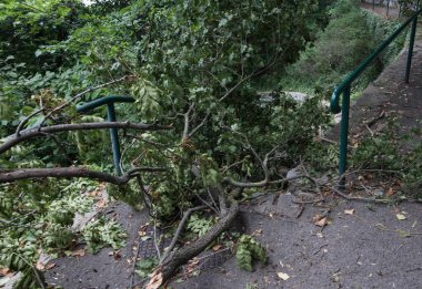 Parkta fırtına üstüne hasar, devrilen ağaçlar ve yıkım