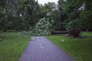 Parkta fırtına üstüne hasar, devrilen ağaçlar ve yıkım