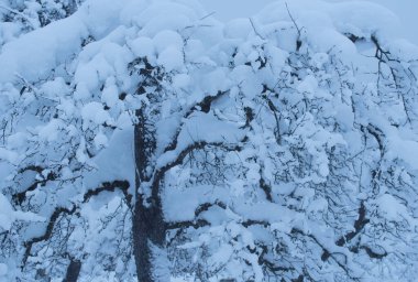 Kış mevsiminde karla kaplı ağaç, karlı manzara