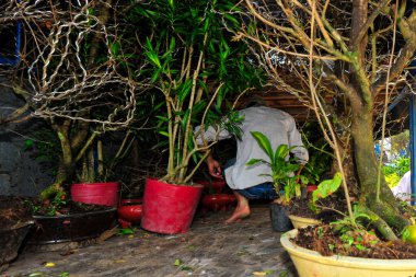 Vietnam 'da bir bonsai, sanat formu ve bitkilerle budama ve kesme