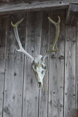 Geyik boynuzları av ganimeti olarak