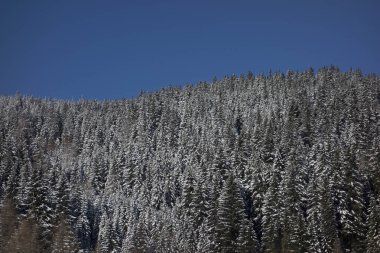 Soğuk bir kış gününde, kışın ağaçlar.