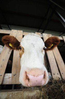 Sığırları ahırda beslemek, çiftlik hayvanlarını tarımda yetiştirmek.