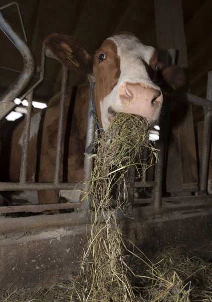 feeding the cattle in the cowshed, livestock farming in agriculture