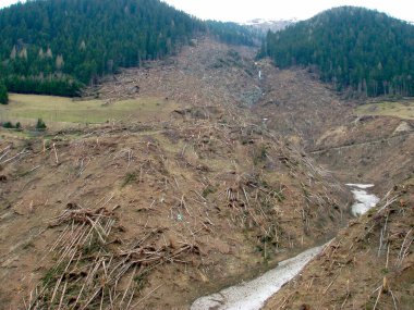 İlkbaharda ormandaki ağaçlarda çığ hasarı