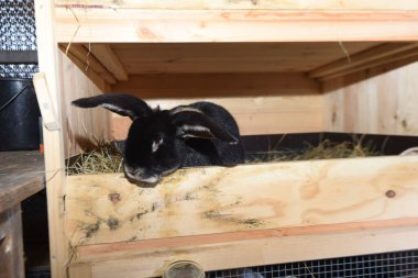 Çiftlik hayvancılığında bir tavşan ya da bir tavşan.