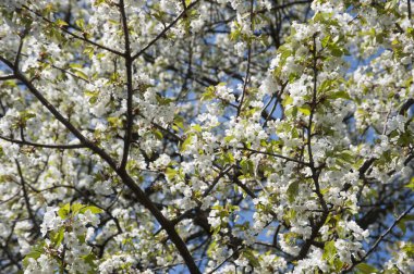 tree blossom, a colorful spring awakening in the plant world