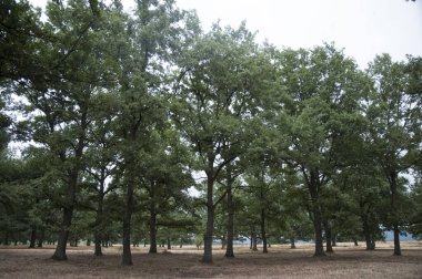 Ormanda meşe ağacı, yaprak döken ormanda ağaçlar ve toprak.
