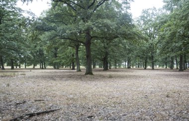 Ormanda meşe ağacı, yaprak döken ormanda ağaçlar ve toprak.