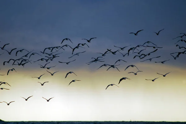 a flock of birds flying in nature as symbol for freedom and boundlessness