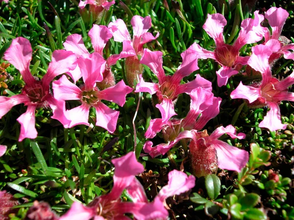 flower blossom, the colorful growth of plants in the nature