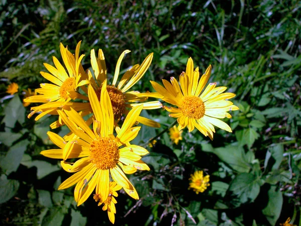 flower blossom, the colorful growth of plants in the nature