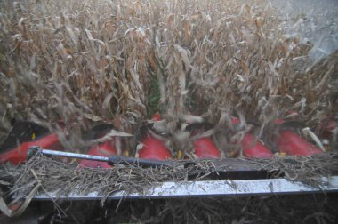 Mısır hasadı için tarlada bir biçerdöver.