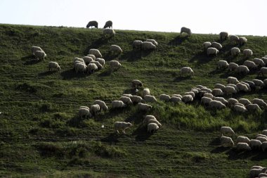 Romanya 'daki Karpatlar' da koyun yetiştiriciliği ve göçebe çobanlar