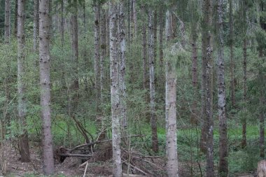 Ormandaki yeşil köknar ağaçları, ormandaki ağaç nüfusu
