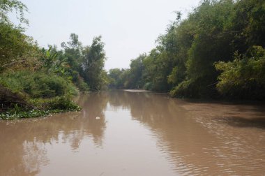 Vietnam 'daki mekong nehrinin ormanı ve doğal manzarası