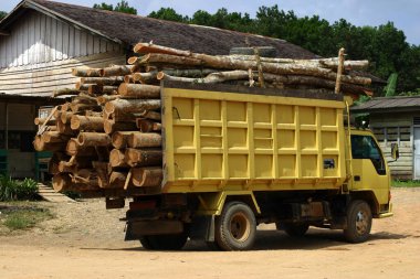 Tropikal yağmur ormanlarında ormanların temizlenmesi veya tahrip edilmesi, bir ormanın kaldırılması veya ağaçların ayakta durması