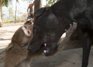 Vietnam 'da zincire vurulmuş bir maymun siyah bir köpekle oynuyor.