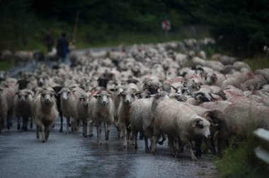 Romanya 'daki Karpatlar' da koyun yetiştiriciliği ve göçebe çobanlar