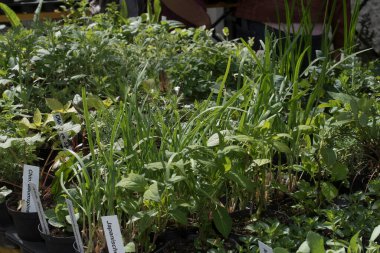 bir fidanlıkta yeşil bitkiler ve bitkiler, bitki çeşitliliği