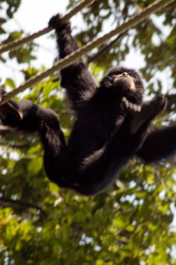 maymun hayvan parkındaki ağaçların arasında dolaşıyor.
