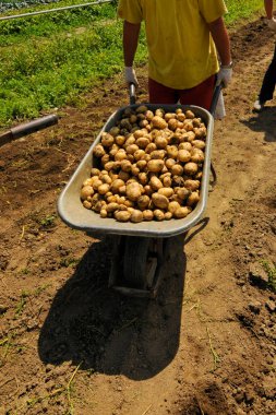 Mevsimlik işçiler tarladaki patates hasadına yardım ediyor.