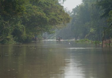 Vietnam 'daki mekong nehrinin ormanı ve doğal manzarası