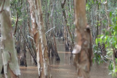 Vietnam 'daki mekong nehrinin ormanı ve doğal manzarası
