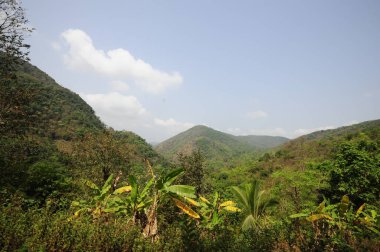 Güney Hindistan 'da orman, yeşil bitkiler ve ağaçlar, tür çeşitliliği ve biyolojik çeşitlilik