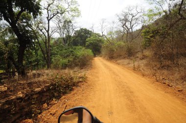 Güney Hindistan 'da orman, yeşil bitkiler ve ağaçlar, tür çeşitliliği ve biyolojik çeşitlilik