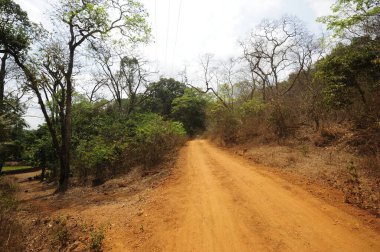 Güney Hindistan 'da orman, yeşil bitkiler ve ağaçlar, tür çeşitliliği ve biyolojik çeşitlilik