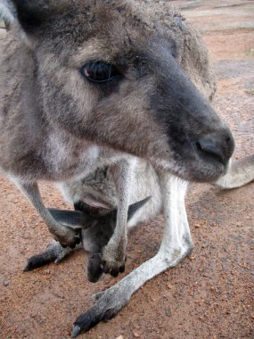 Kanguru anne ve çocuğu Avustralya 'da, kırmızı kumlu zeminde.