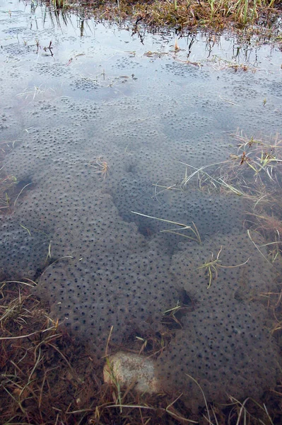 frog spawn in the water, natural habitat for amphibian animals