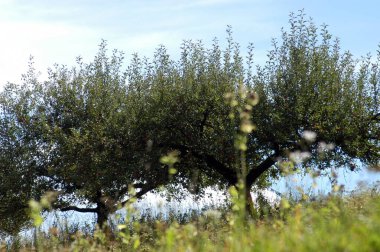 Ağaçta yetişen otonom ve eski bir meyve çeşitliliği.