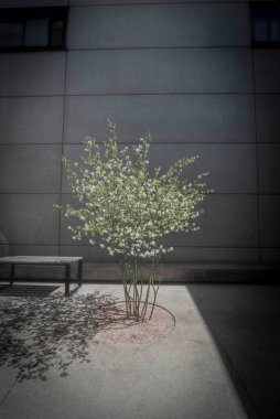 Yeşillik, şehirdeki beton binanın önündeki küçük ağaç.