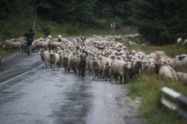 Romanya 'daki Karpatlar' da koyun yetiştiriciliği ve göçebe çobanlar