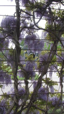 Güzel mor çiçekleri olan bir bahçede büyüyen leylak bitkileri.