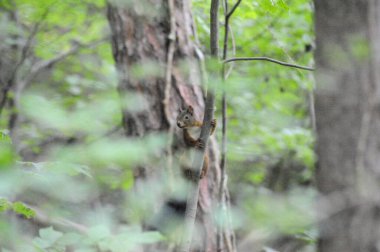 sincap ormanda bir ağaç dalında yürüyor.