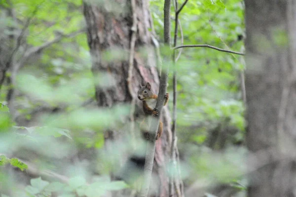 sincap ormanda bir ağaç dalında yürüyor.