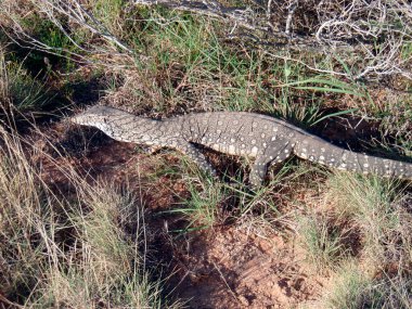 Kumlu zeminde otlar ve bitkilerle dolaşan bir iguana.