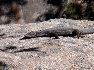 Güneş banyosu yapan bir iguana büyük bir taşın üzerinde yatıyor.