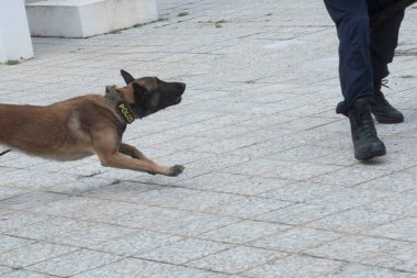 K9 polis köpeği, polise polis tasmasında yardım etmek için özel eğitimli köpek.