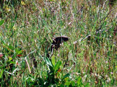 Kumlu zeminde otlar ve bitkilerle dolaşan bir iguana.