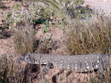 Kumlu zeminde otlar ve bitkilerle dolaşan bir iguana.