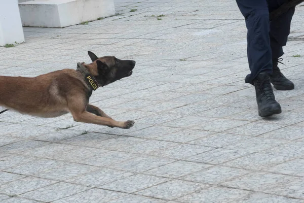 K9 police dog, special trained dog to assist the police with Polizei (police) collar
