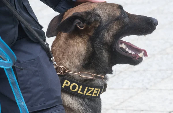 K9 police dog, special trained dog to assist the police with Polizei (police) collar