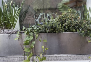 Bir bahçe ki, içinde bitkiler ve bitkiler var.