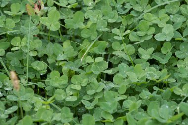 Yeşil bir çayırda yonca, otlar ve diğer bitkilerle