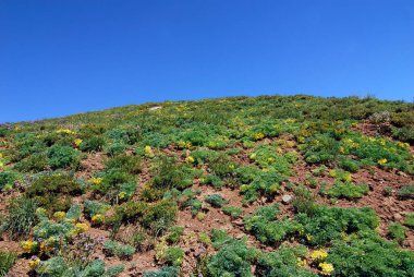 Arazi örtüsü bitkileri erozyon ve kuraklıktan korunmak için toprakta yetişiyor.
