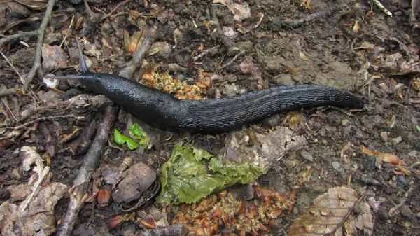 Una Lumaca Nera Una Lumaca Terrestre Strisciante Sul Suolo Della — Foto Stock